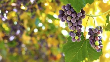 Weinrebe